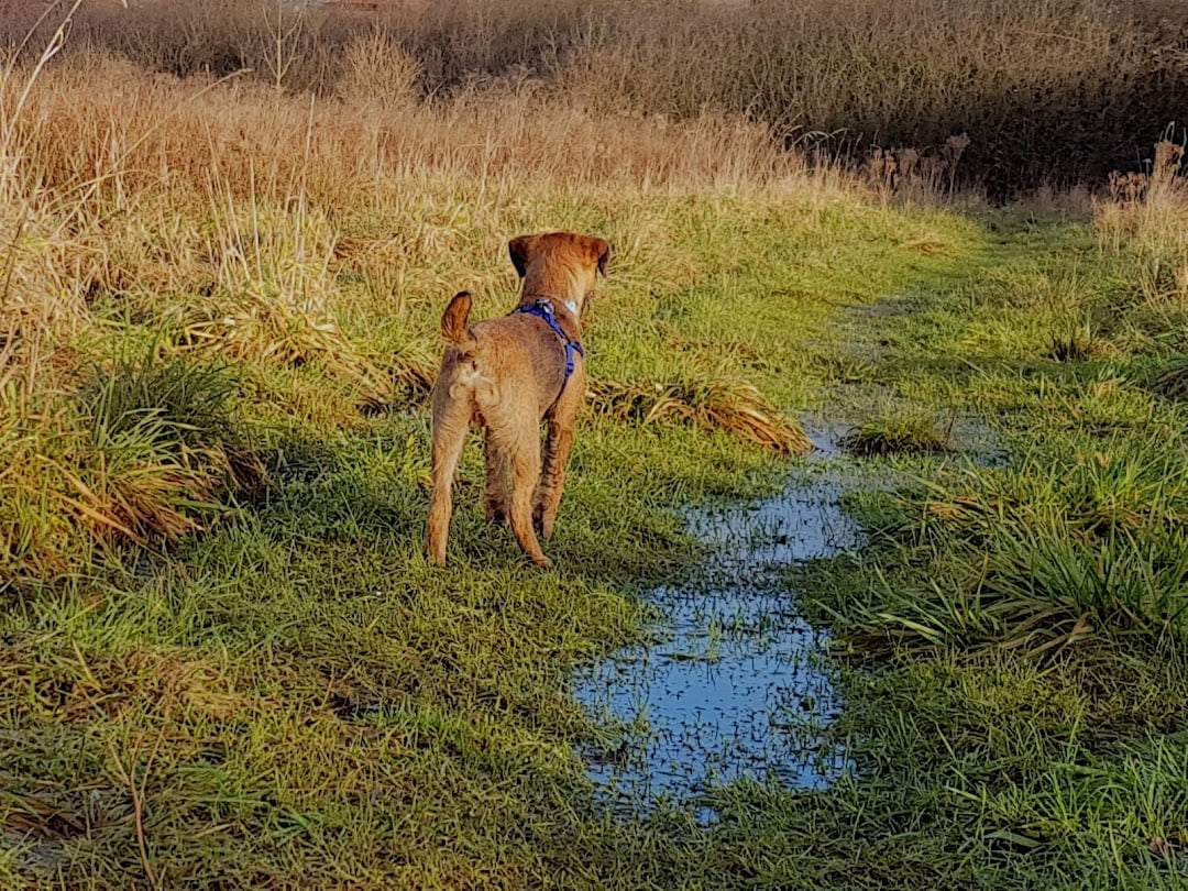 Ellsmere Port - Sutton Villages