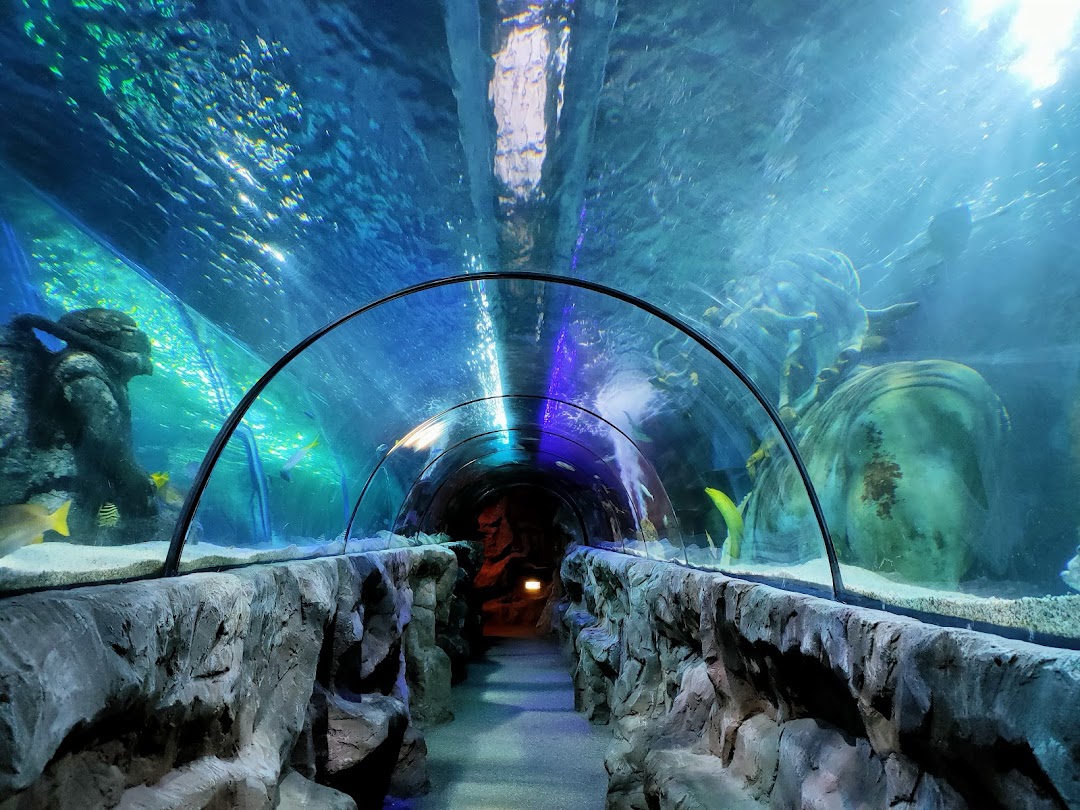 Great Yarmouth Sealife Centre