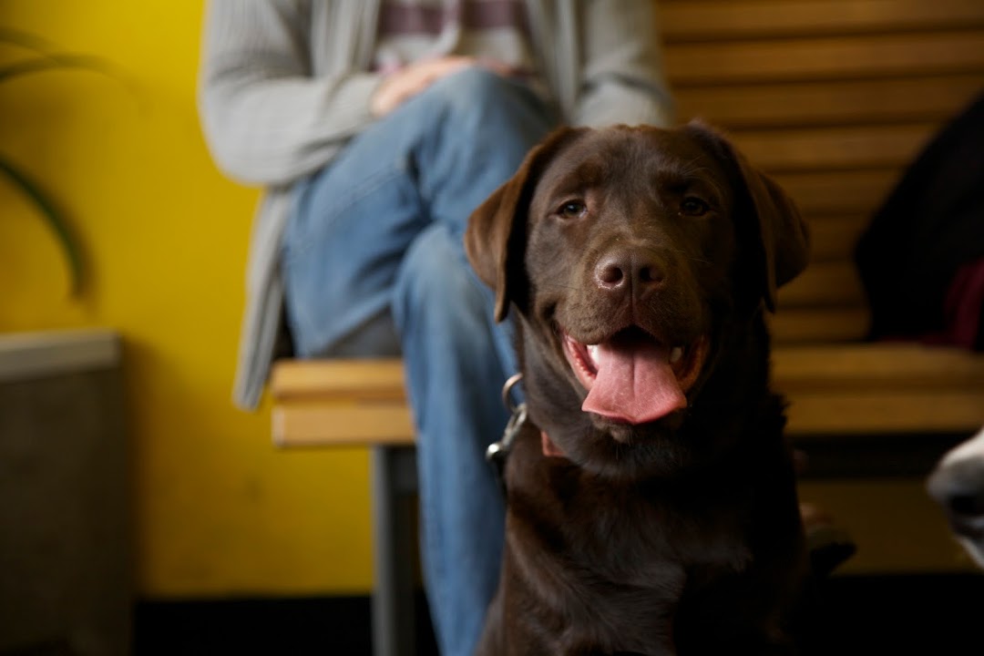 Neighbourhood Vet